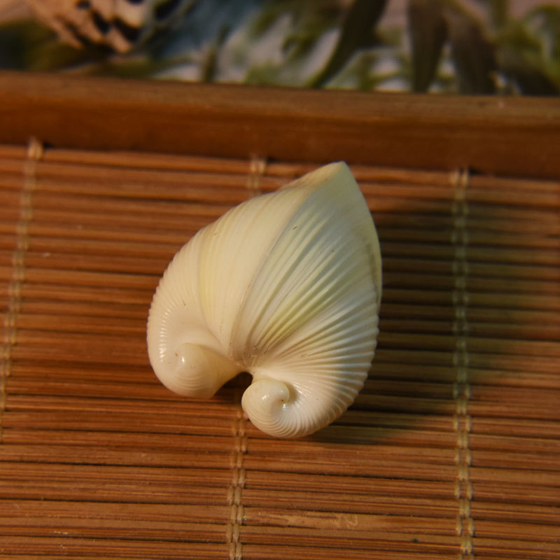 Marine Aquarium - Natural Cardium cardissa Shell - เปลือกรูปหัวใจ,