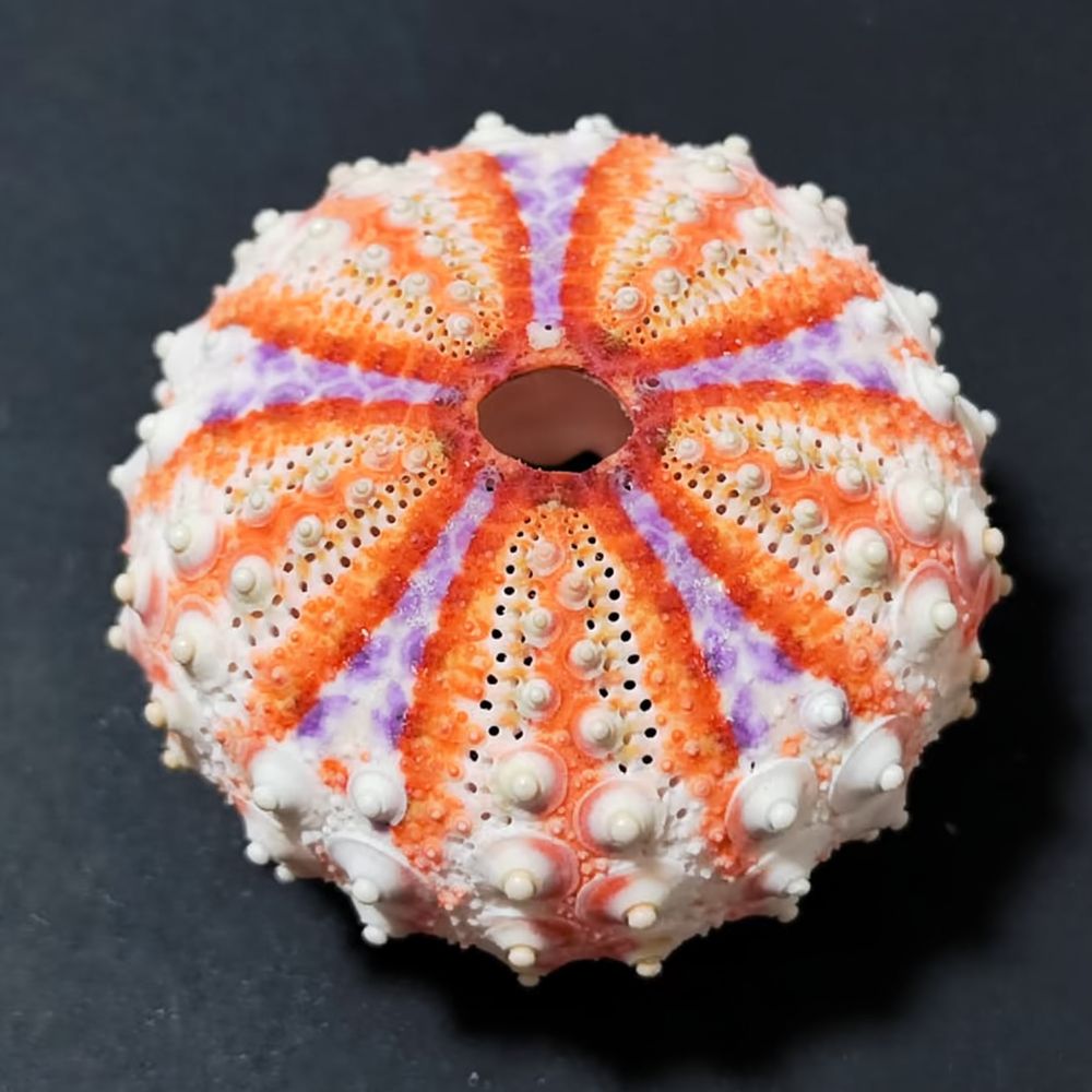 งานฝีมือจากเม่นทะเล สำหรับจูหล - Marine Aquarium บทวิจารณ์และราคา