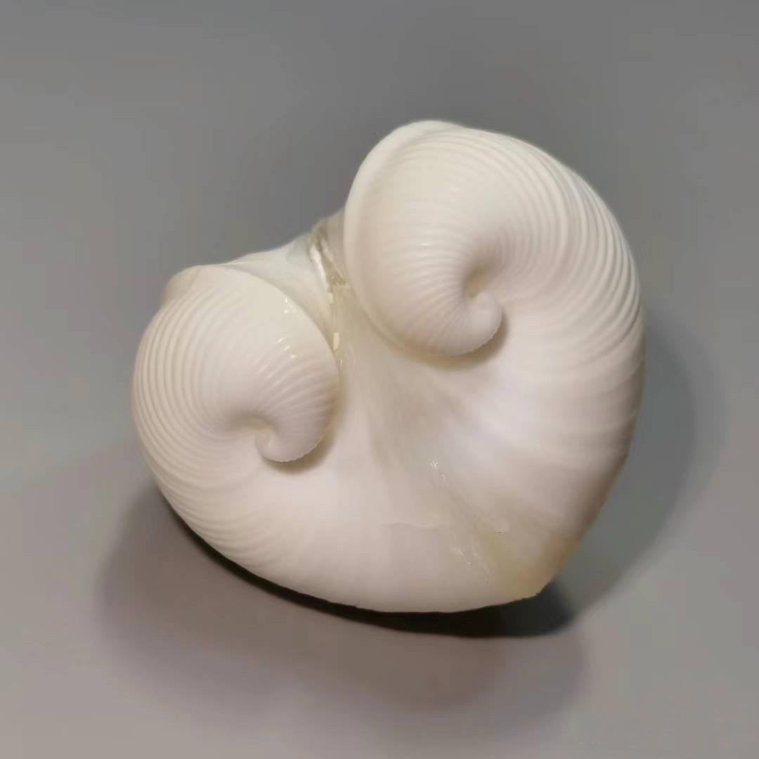 Natural Cardium cardissa Shell - Marine Aquarium บทวิจารณ์และราคา