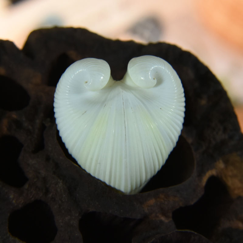 Natural Cardium cardissa Shell - Marine Aquarium บทวิจารณ์และราคา
